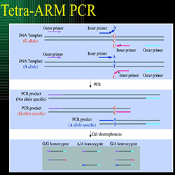 توضیح روش ARMs PCR (آموزش تکنیک تترا آرمز پی سی آر) به صورت کامل