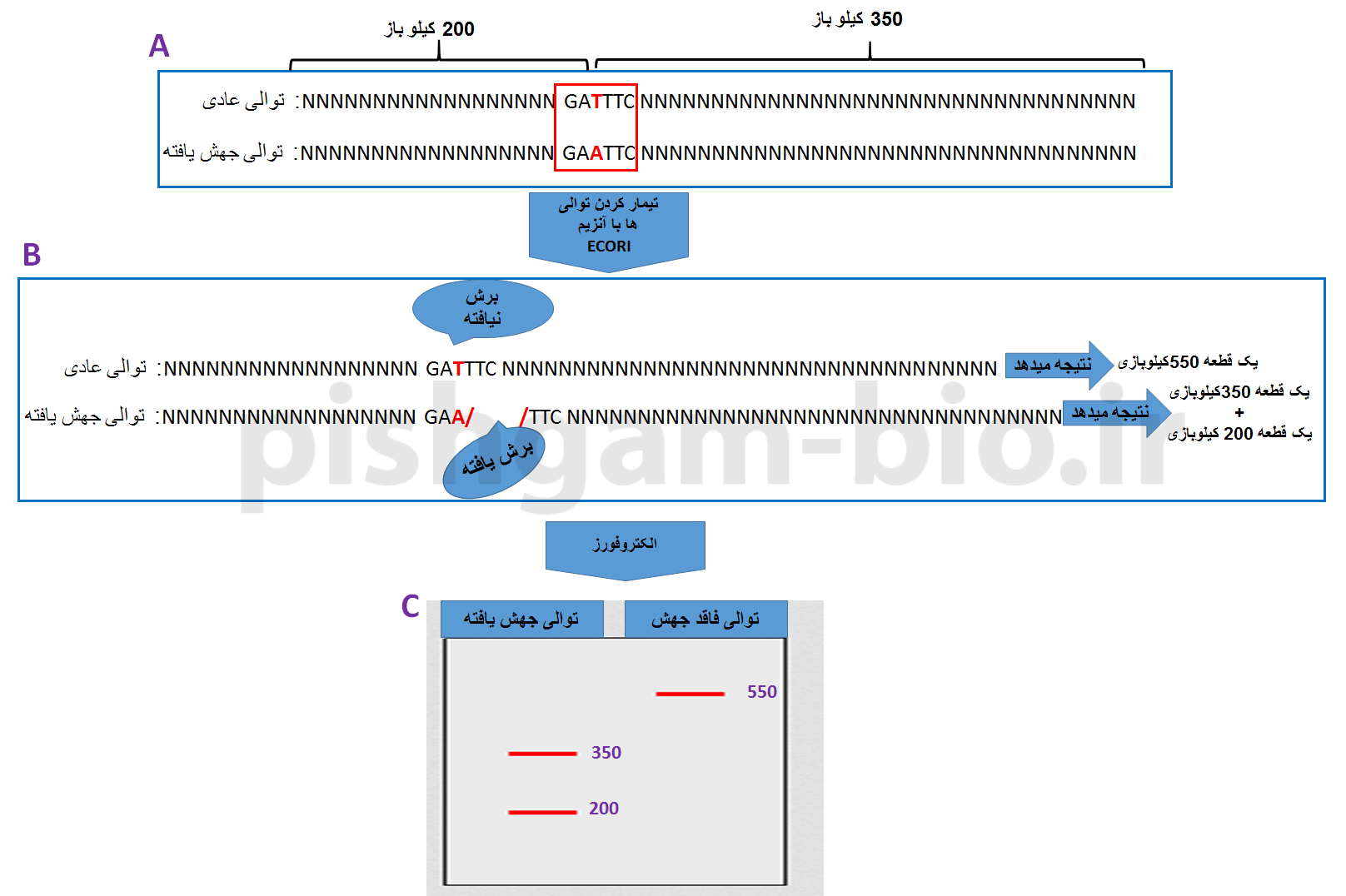 اصول تکنیک PCR-RFLP در شناسایی جهش‌ها