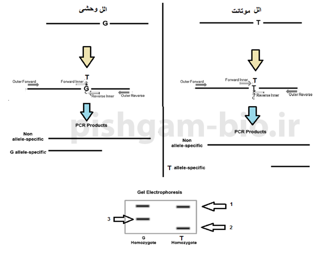 آموزش تگنیک تترا آرمز پی سی آر