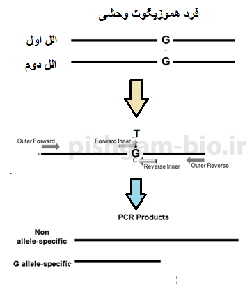 توضیح روش ARMs PCR