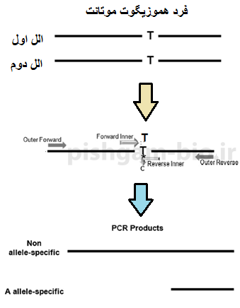 توضیح روش ARMs PCR