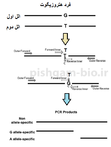 توضیح روش ARMs PCR