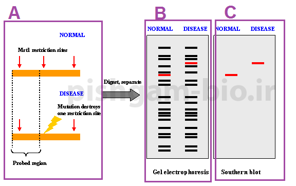 تفاوت روش RFLP با PCR-RFLP(PBR)