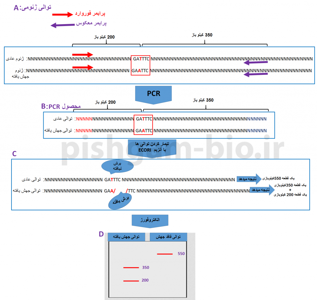 آموزش جامع روش PCR-RFLP از ابتدا تا آنالیز آماری داده ها