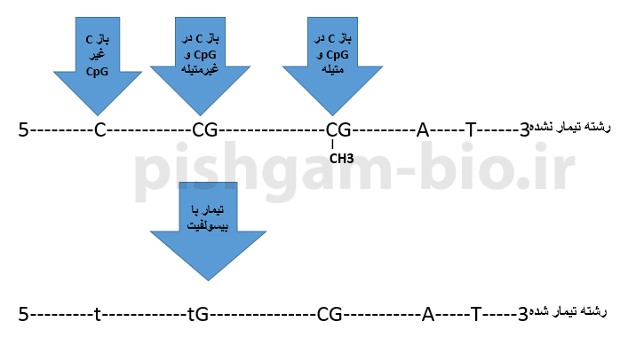  تأثیر تیمار با بیسولفیت بر روی توالی DNA