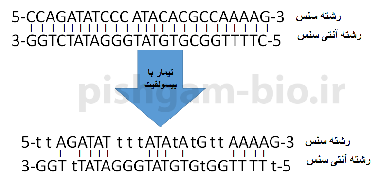  تأثیر تیمار با بیسولفیت بر روی توالی DNA