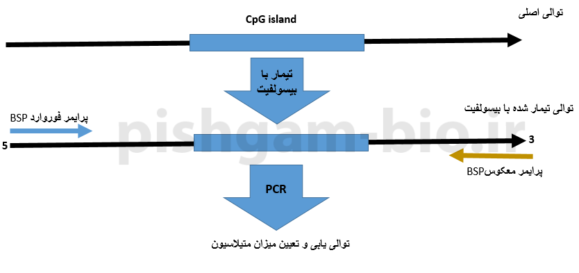  آموزش روش bisulfite Sequencing PCR(BSP) در بررسی متیلاسیون DNA