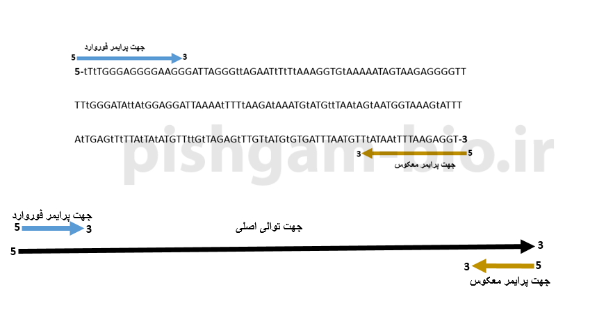  آموزش روش bisulfite Sequencing PCR(BSP) در بررسی متیلاسیون DNA