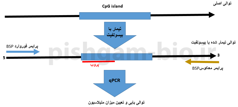  روش Methylight BSP در بررسی متیلاسیون