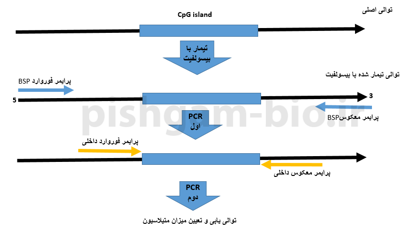  روش Nested BSP در بررسی متیلاسیون