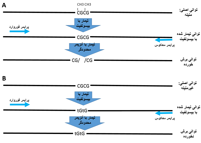 آموزش روش CORBRA در بررسی متیلاسیون