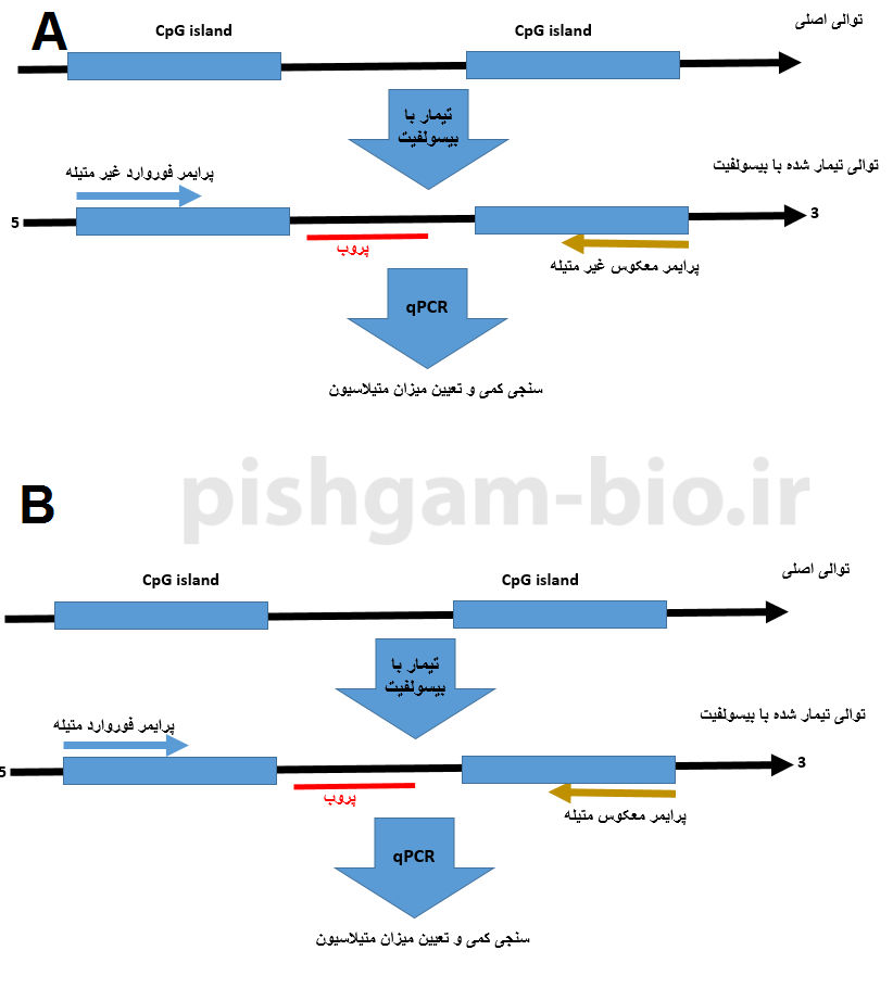  آموزش روش Methylight MSP در بررسی متیلاسیون