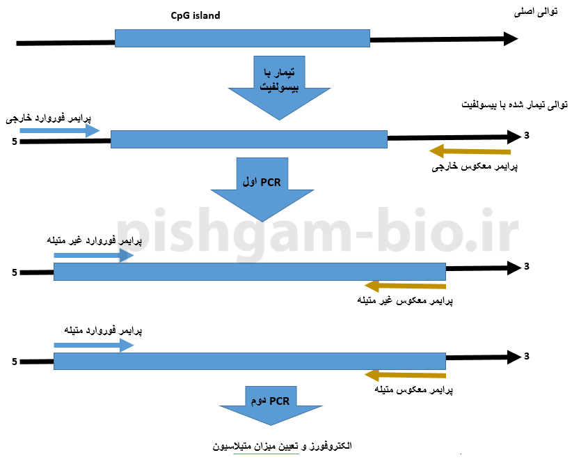  آموزش روش Nested MSP در بررسی متیلاسیون ژن‌ها