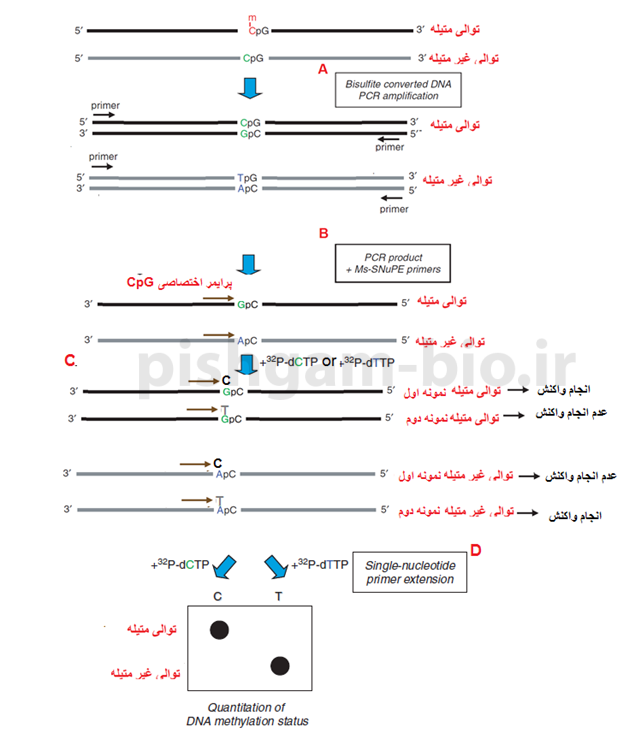 آموزش روش SNuPE برای بررسی متیلاسیون
