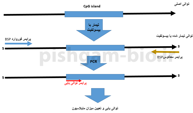 روش Bisulfite pyrosequencing در بررسی متیلاسیون