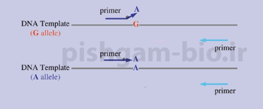 آموزش روش tetra-ARMS PCR