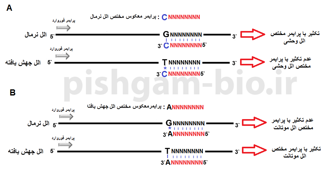 آموزش روش tetra-ARMS PCR