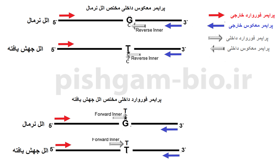 آموزش روش آرمز پی سی آر
