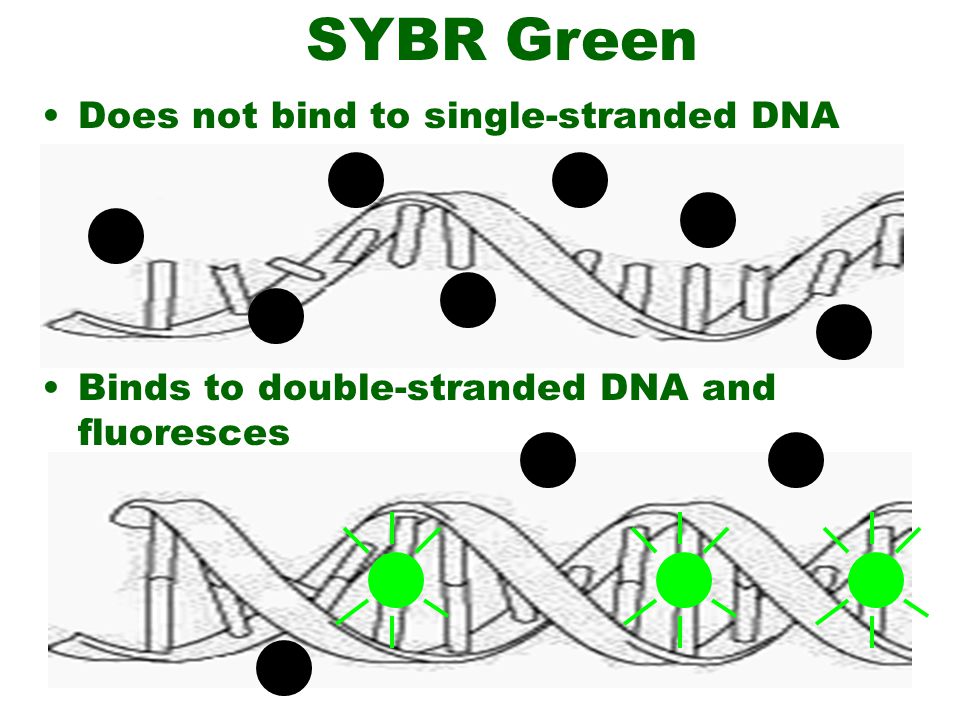 http://slideplayer.com/slide/4627494/15/images/2/SYBR+Green+Does+not+bind+to+single-stranded+DNA.jpg
