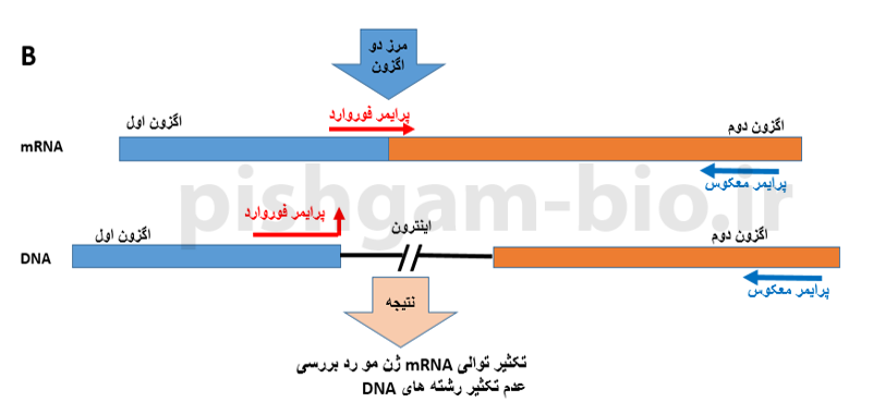 موزش نحوه طراحی پرایمرهای exon-exon junction برای بررسی بیان ژن ها در ریل تایم