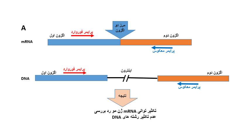 آموزش نکات طراحی پرایمرهای intron inclusion ( intron-spanning) در ریل تایم با روش سایبر گرین ( Real Time PCR SYBR Green)