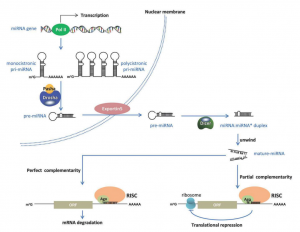 سنتز و پردازش میکروRNAها (microRNA) و تولید میکروارنای بالغ