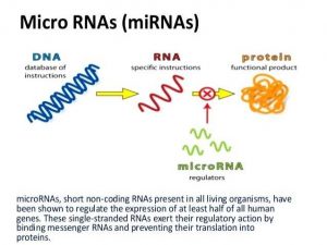 مرور و آشنایی با Micro RNA (miRNA): میکرو آران ای (میکروارنا یا میکروRNA)چیست