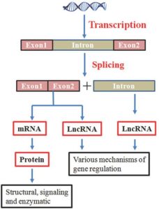 مرور و آشنایی با آرناهای غیر کد کننده بزرگ ( long non coding RNAیا lncRNAها) و عملکرد آن ها