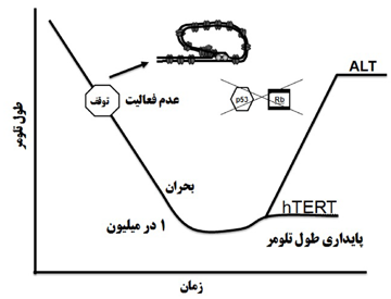 سلولهای سرطانی توسط عواملی چون، وقوع جهش در ژن تلومراز، p53 و انکوژن ها می توانند بیان ژن تلومراز را افزایش دهند و نامیرا شوند.