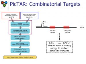 معرفی نرم افزار pictar جهت شناسایی بیوانفورماتیکی ژن های هدف میکروارناها (microRNAها)