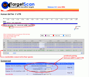معرفی نرم افزار target scan/target scans جهت شناسایی بیوانفورماتیکی ژن های هدف میکروارناها (microRNAها)