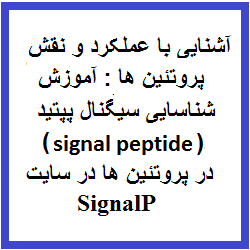آشنایی با عملکرد و نقش پروتئین ها : آموزش شناسایی سیگنال پپتید (signal peptide) در پروتئین ها در سایت SignalP