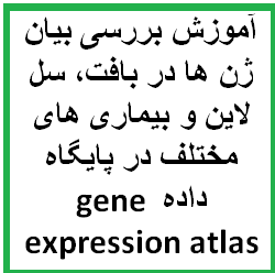 آموزش بررسی بیان ژن ها در بافت، سل لاین و بیماری های مختلف در پایگاه داده gene expression atlas