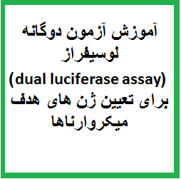 آموزش آزمون دوگانه لوسیفراز (dual luciferase assay) برای تعیین ژن های هدف میکروارناها (microRNA)