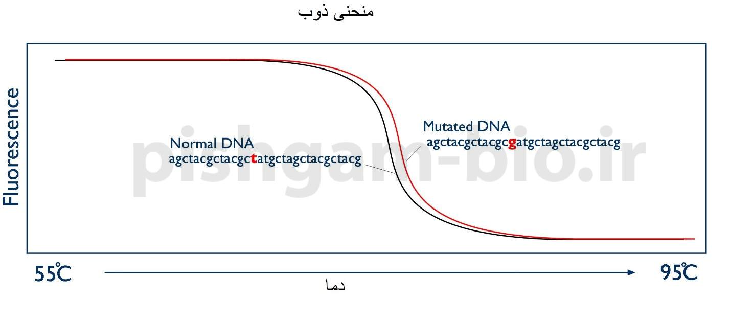 آموزش تکنیک hrm برای شناساسی ژنوتیپ و جهش ها (پلیمورفیسم یا SNP) به وسیله ریل تایم (real time PCR)