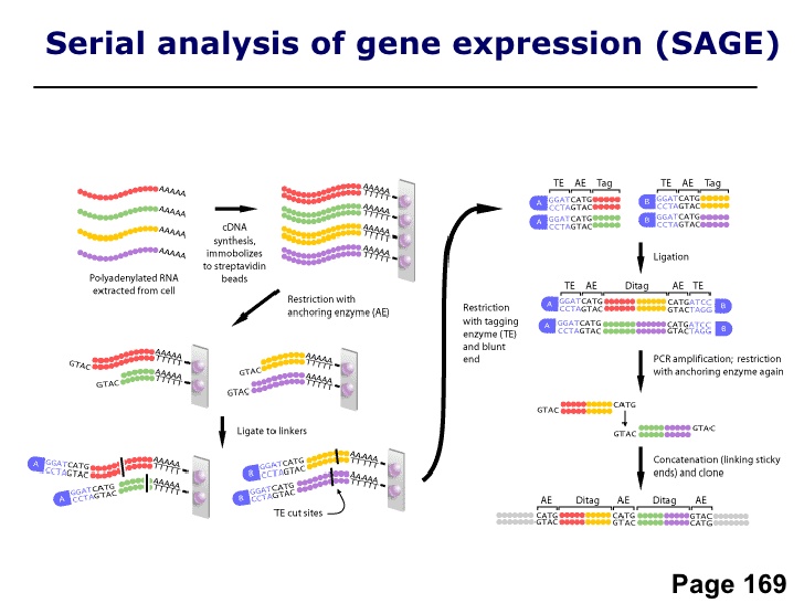 آموزش آنالیز سریالی بیان ژن (SAGE )و کاربردهای آن در بررسی بیان ژن ها
