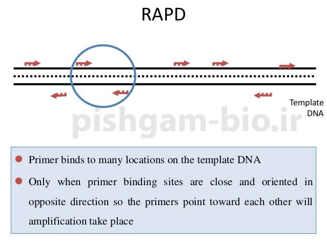 آشنایی با تکنیک RAPD در بررسی روابط فیلوژنتیکی بین موجودات و ترسیم درخت فیلوژنی (تبارزایی) و محاسبه تنوع ژنتیکی