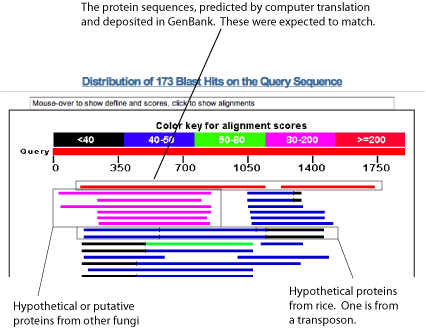 کاربردها روش BLASTX در سایت NCBI