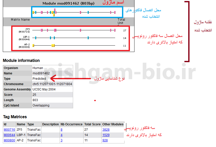آموزش تعیین ناحیه پروموتری برای ژن ها: آموزش شناسایی فاکتورهای رونویسی متصل شونده به پروموترها در سایت PReMod