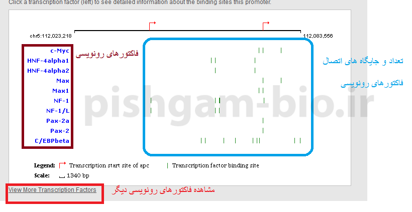 آموزش سایت sabiosciences برای شناسایی فاکتورهای رونویسی هر ژن