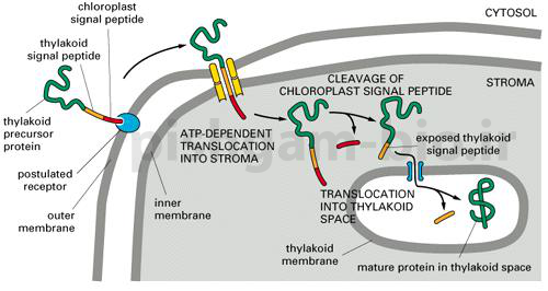 آشنایی با سیگنال پپتید (signal peptide) در پروتئین ها و عملکرد آن در مکان یابی پروتئین