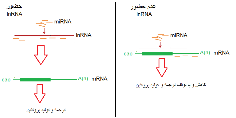 قسمت سوم: اهمیت بررسی میانکنش RNAهای غیرکد کننده بزرگ با میکروRNAها