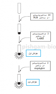 مراحل کار و پروتوکل  آزمون لوسیفراز دوگانه (dual luciferase assay)