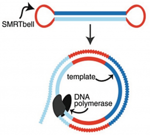 توالی یابی نسل جدید (NGS) آموزش  تکنیک Nanopore Sequencing برای توالی یابی  DNA، ژنوم و RNA (cDNA)