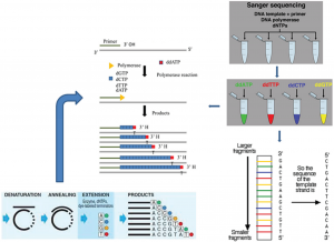 توالی یابی dna به روش سنگر به چه صورت می باشد: آموزش تعیین توالی به روش سنگر سکونسینگ