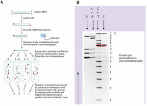 روش توالی یابی ماکسام گیلبرت برای تعیین توالی ژنوم و DNA: توضیح روش ماکسام گیلبرت