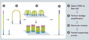 توالی یابی نسل جدید :  تکنیک (illumina (solexa برای توالی یابی ژنوم ، DNA و RNA (cDNA)