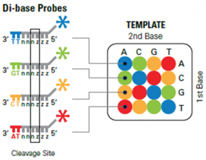  تکنیک ABI (Applied Biosystems) solid (sequencing by Oligo Ligation and Detection) system برای توالی یابی ژنوم ، DNA و RNA (cDNA)
