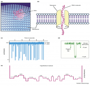 توالی یابی نسل جدید : آموزش تکنیک (SMRT (Single Molecule Real Time یا Pac Bio sequencing RS برای تعیین توالی  dna، ژنوم و RNA (cDNA)