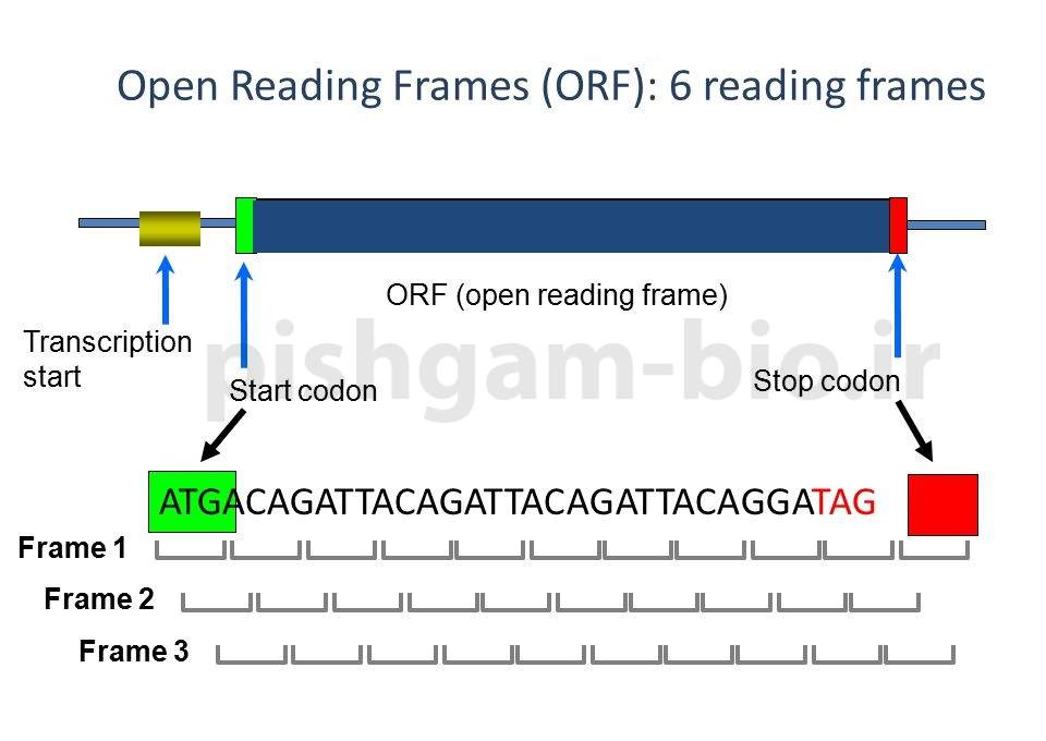 C:\Users\admin\Desktop\orf\Lecture+3.+Gene+Finding+and+Sequence+Annotation.jpg